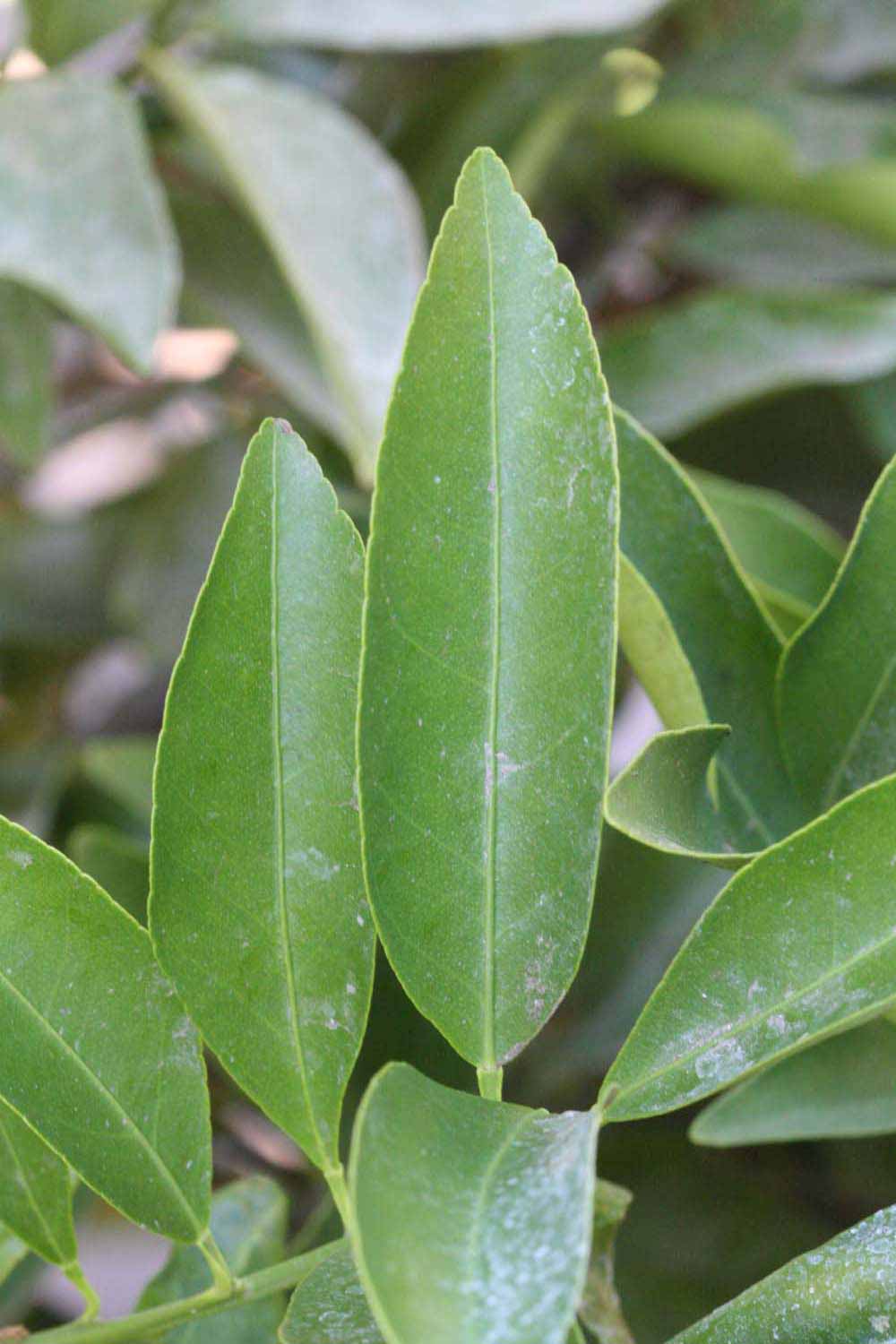              Unifoliolate leaf (Riverside, CA)       